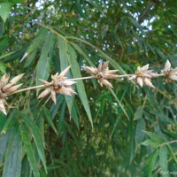 Bambusa vulgaris Schrad. ex J.C.Wendl.